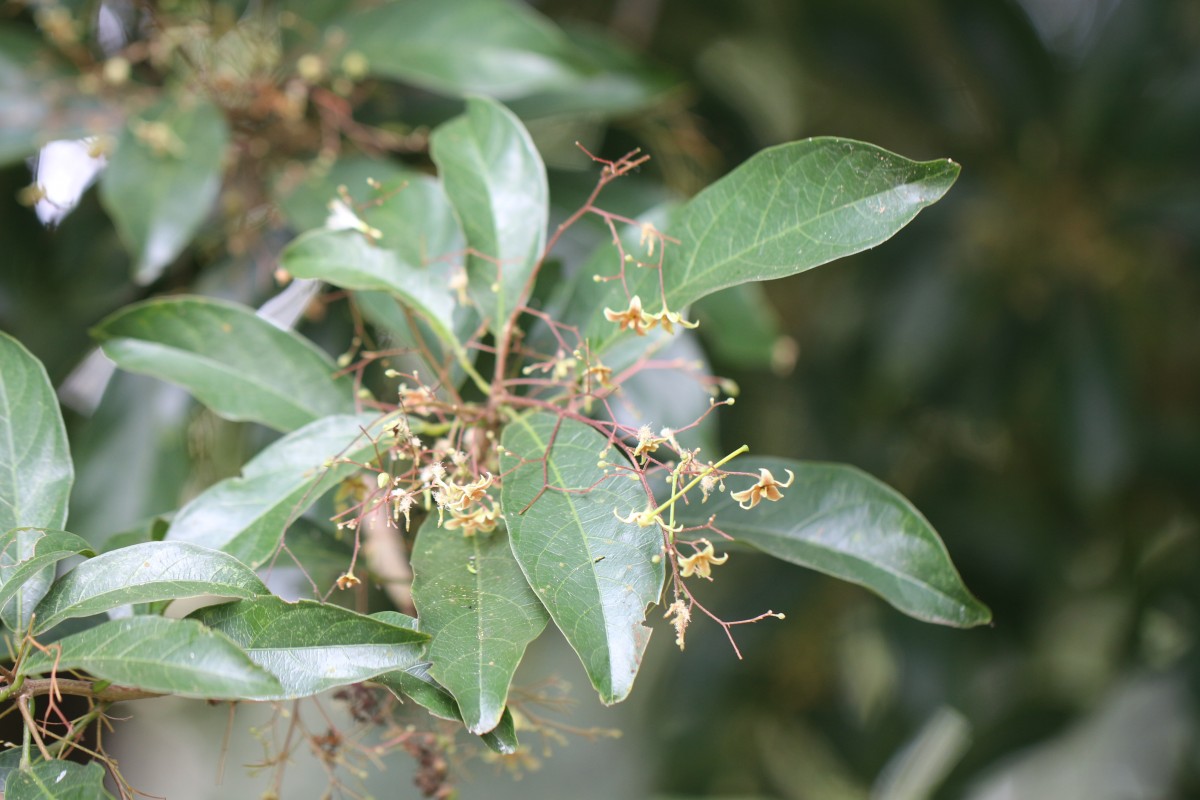 Sterculia lanceolata Cav.